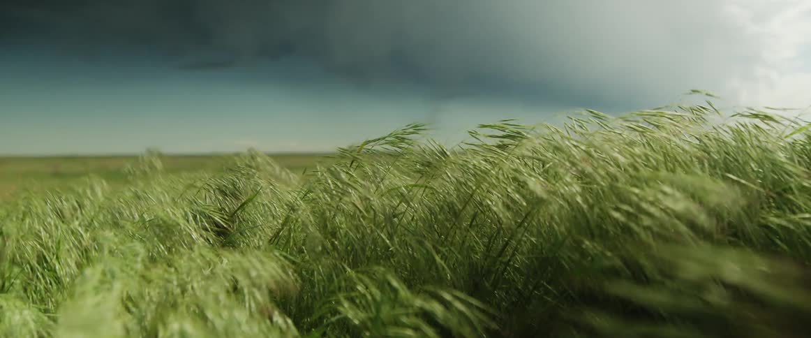 Plants are blowing in the wind as a storm moves overhead