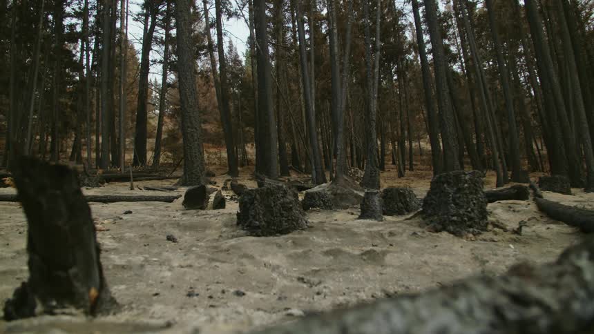 Tree stumps and fallen trees in a forest and trees in the distance after forest fire