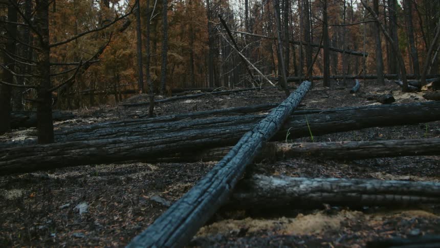 A view of burnt trees laying on the floor of a forest after recent forest fire