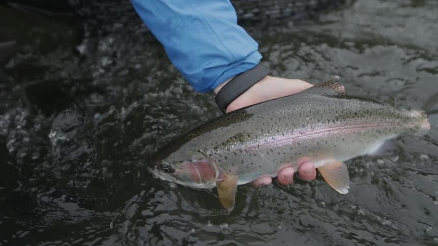 A fisherman releases a fish in the water