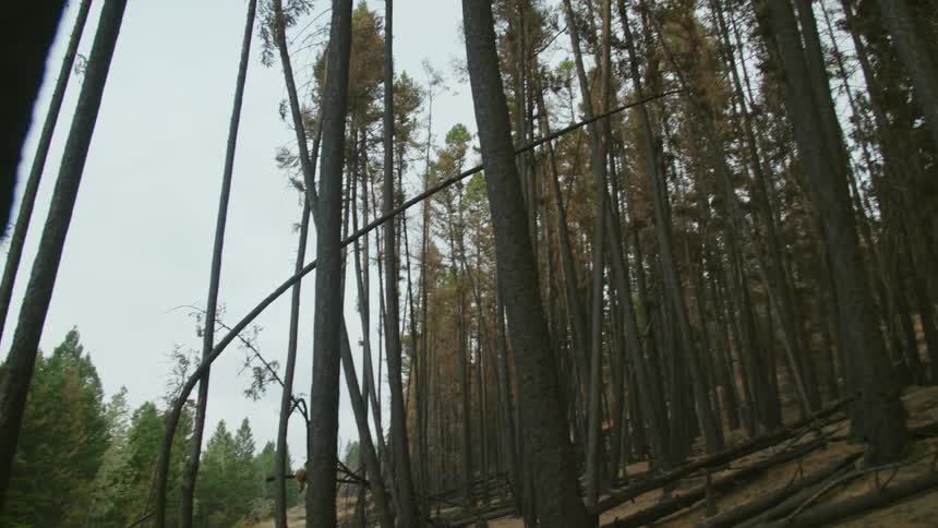 Fallen trees litter base of hill near clearing in center of conifer forest after recent forest fire