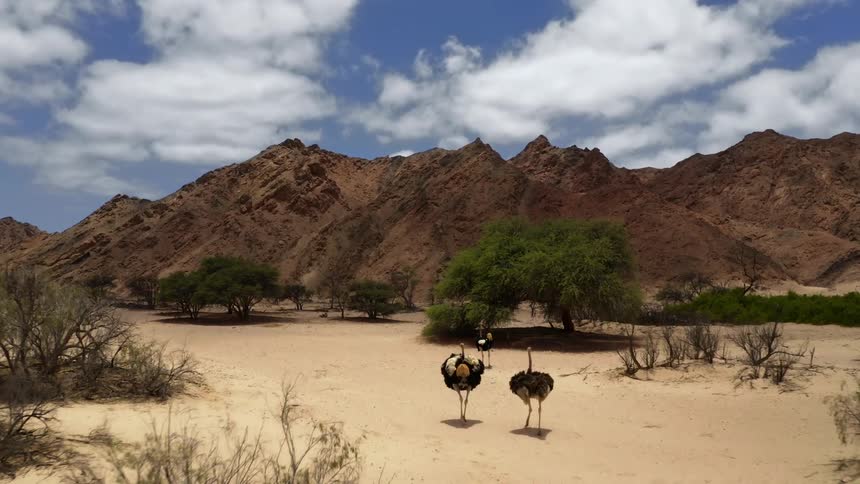 Ostriches running with trees a mountain range the sky and clouds in the background
