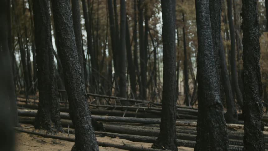 A forest after recent fire with trees and logs with the sky and clouds in the background