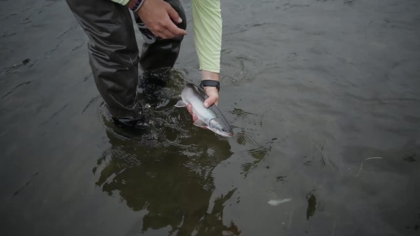 A man holds a fish as another man removes the hook so they can release it