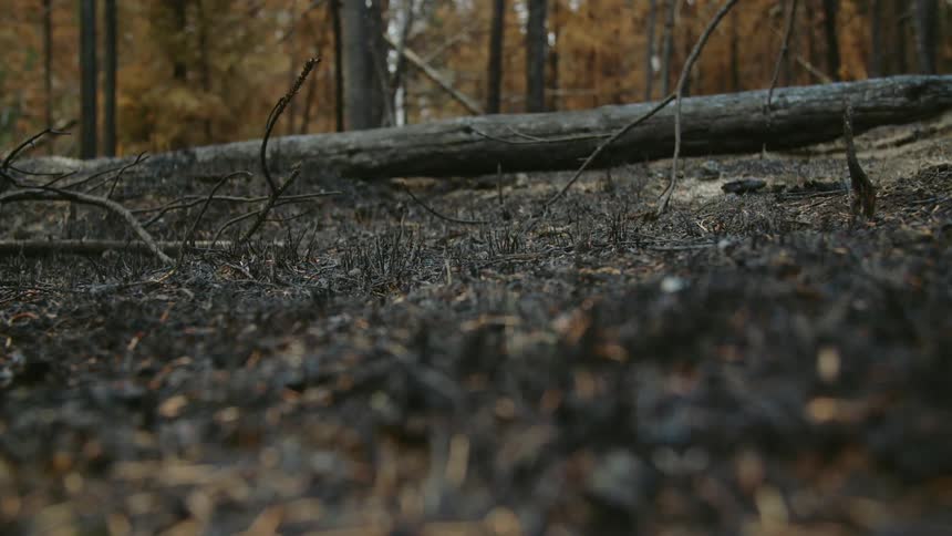 Ashes on the ground in forest after recent fire