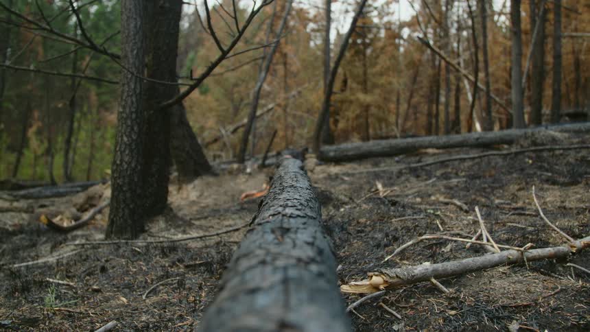 A fallen tree is in the woods after recent forest fire