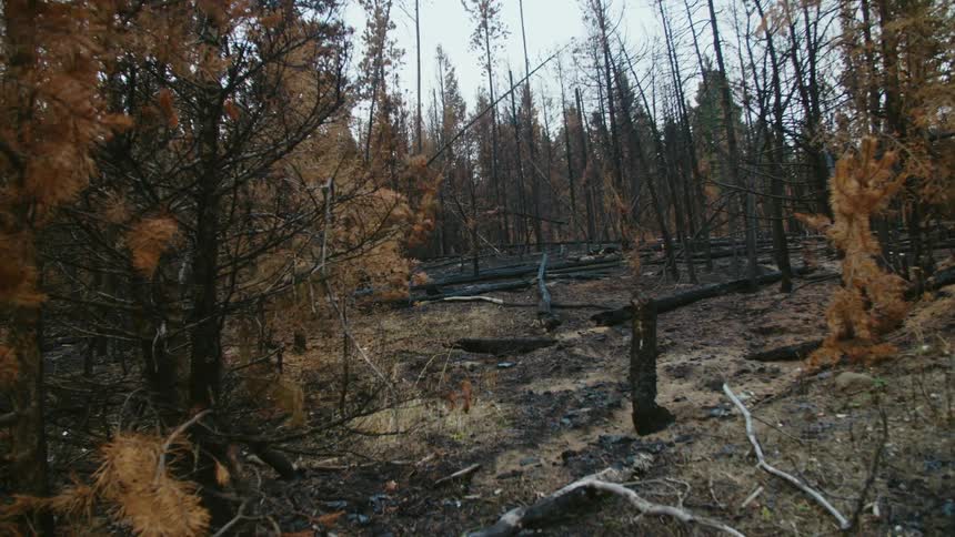 The leaves on the trees are yellow in the forest after recent forest fire