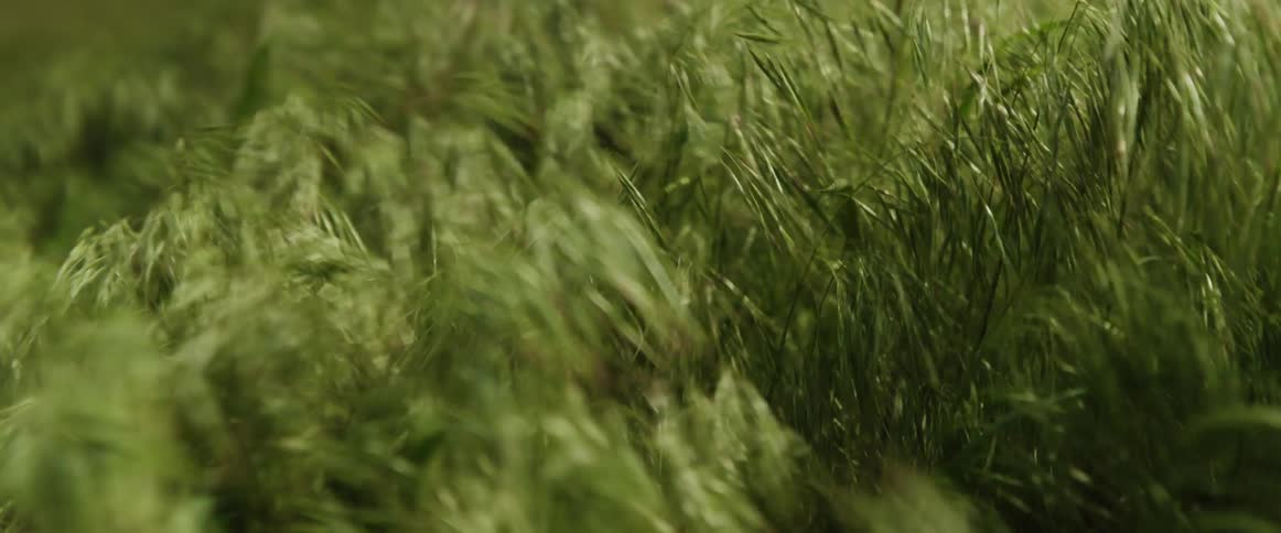 A view of grasses blowing in the wind