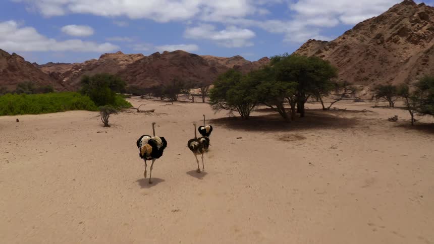Ostriches are running on a sandy flatland surrounded by mountains