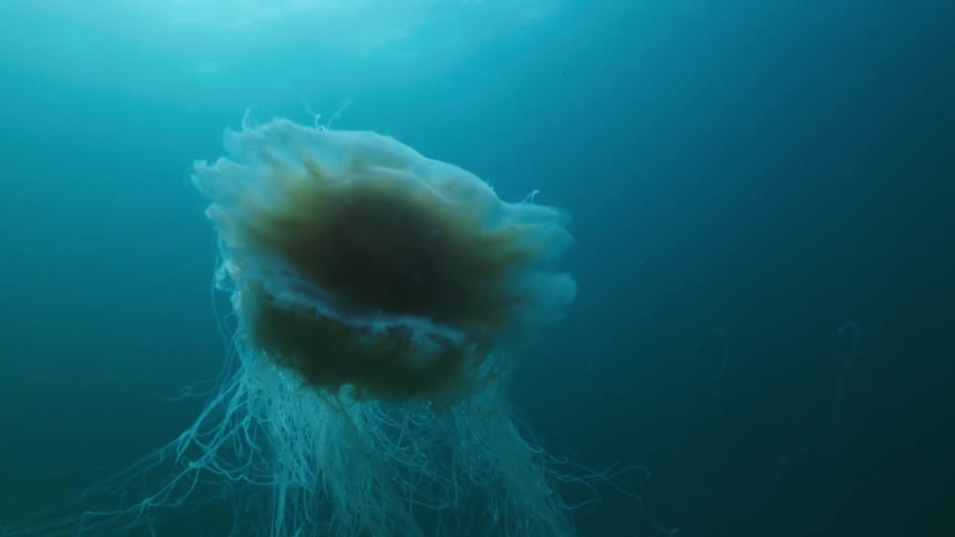 A jellyfish flattens out and reshapes itself as it swims upward