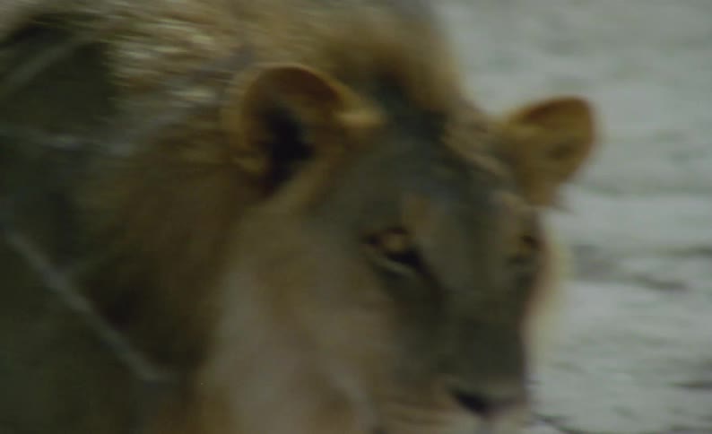 Two male lions are exploring in a barren wilderness in the daytime