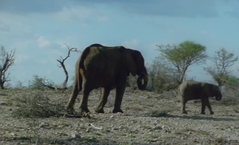 The elephants graze on the field