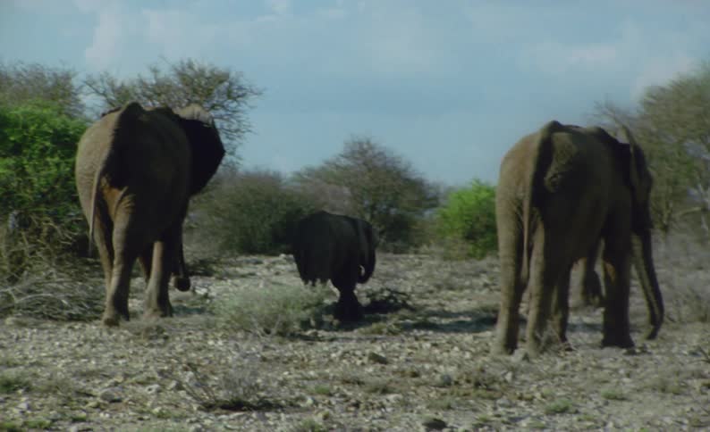 Pack of african elephants walking on the savannah at daytime
