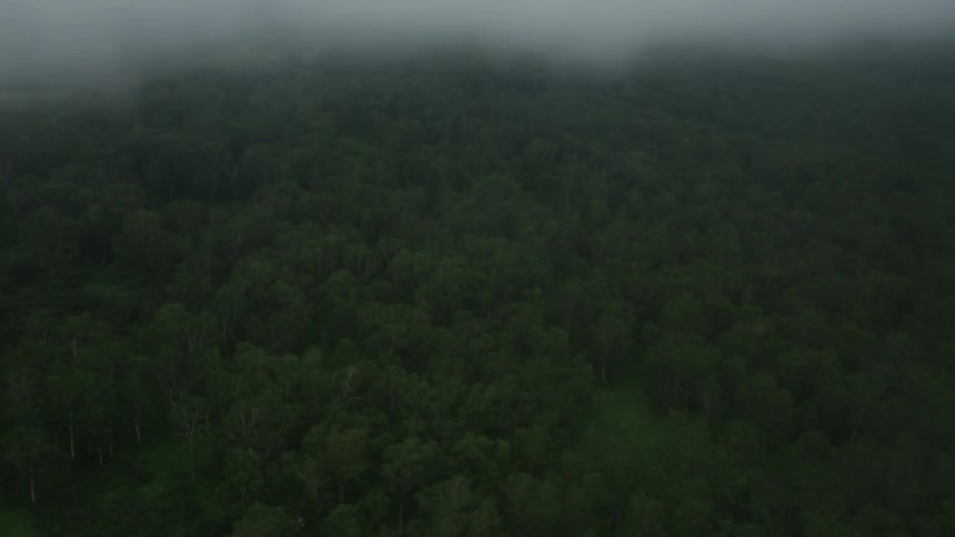 Fog hovering above a densely forested landscape