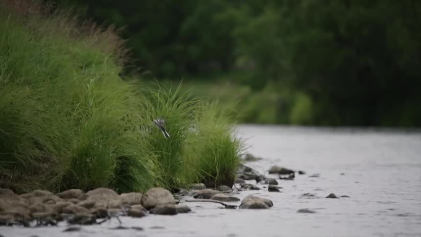 A small bird standing on a rock on the river bank flies off