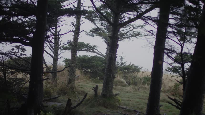 A hill is covered with trees with heavy fog below