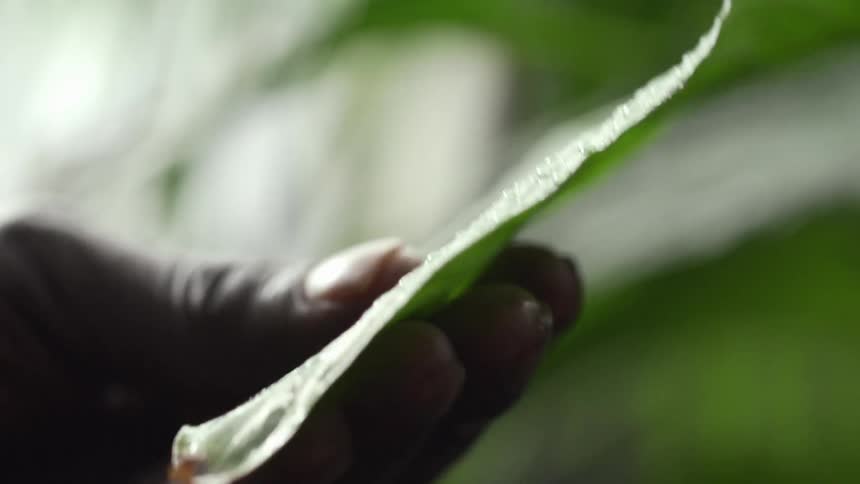 A man caresses a large palm leaf