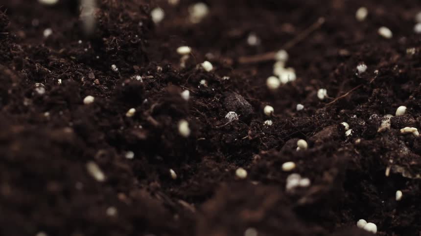 A view of seeds falling on the ground into soil