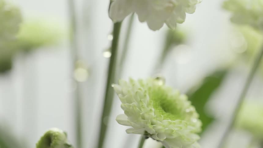 Liquid dripping from white flowers