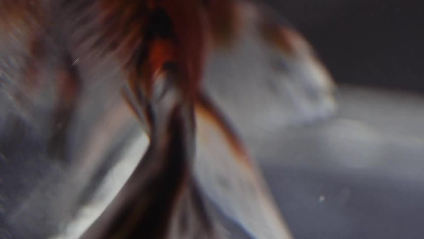 A fish flaps its fins while swimming underwater