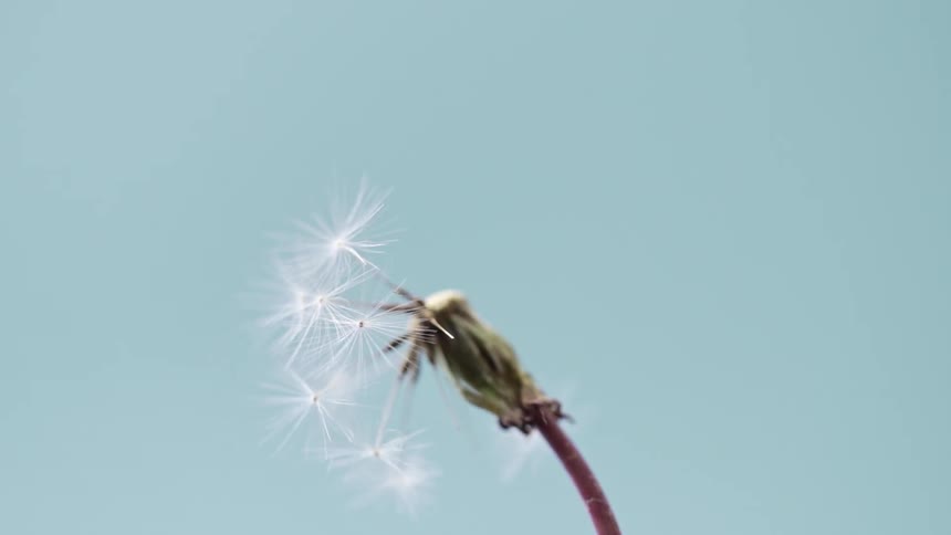 Flower being blown