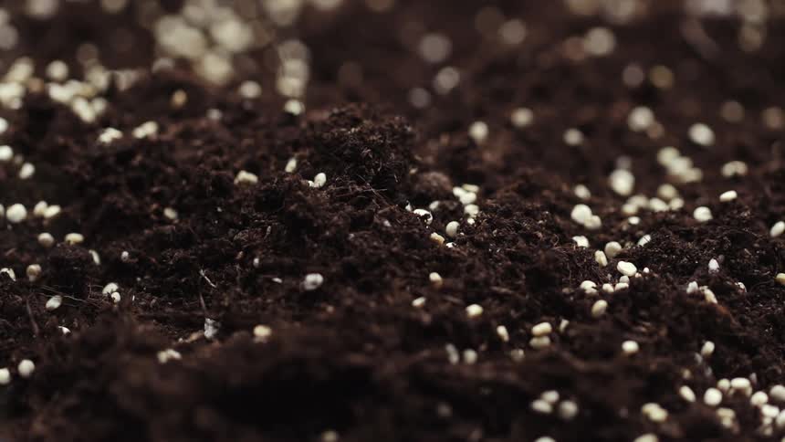 White seeds are sown onto rich dark brown soil
