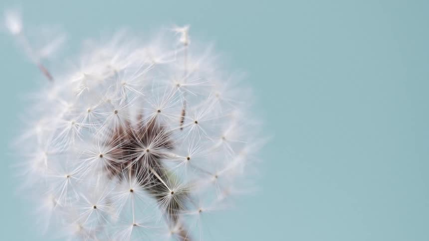 Dandelion seeds are blowing onto a dandelion blowball