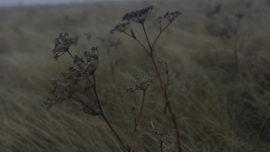 The wind is flowing the grass and flowers