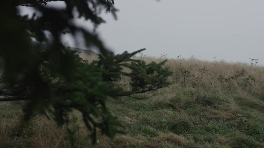 Branches blow in the wind on this field