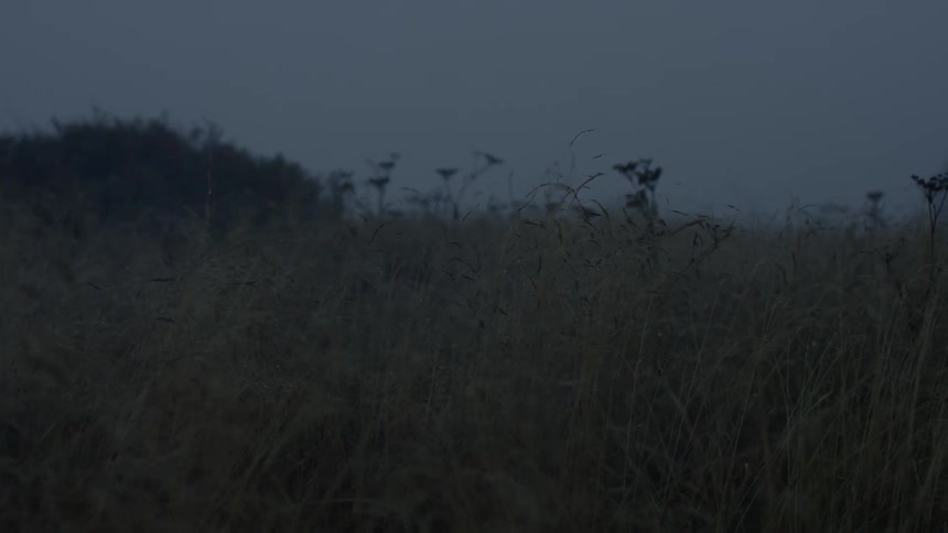 A hilly field is covered with grass at dawn