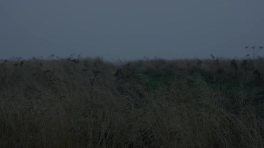 Grass and weeds grow in an open field