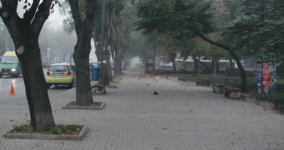 A city with a person crossing a street with vehicles with birds and trees on the sidewalk