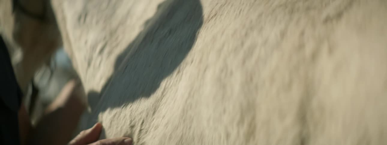 A man caresses the side of a white horse