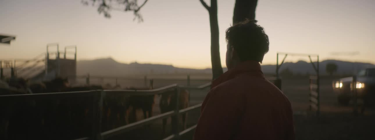 Man with brown jacket walks to farm where cows are kept at dusk