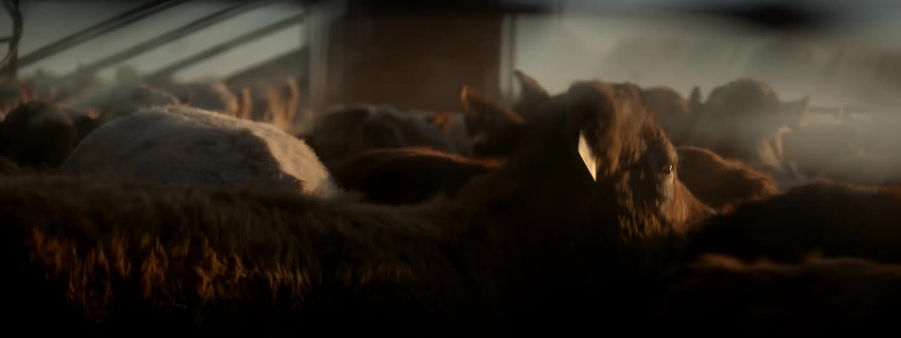 A herd of cows are moving around restlessly in a crowded cow stable