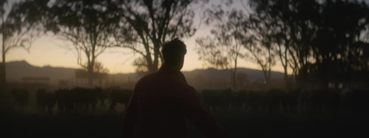 A silhouette of a man walking towards cattle with trees the sky and clouds in the background