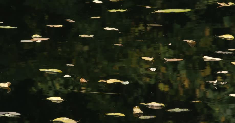 Leaves are floating on top of a pond and the trees are reflecting on the water