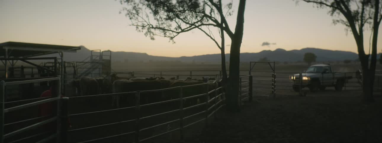 A white truck with headlights on is parked outside a gate where cattle are fenced in as a man in an orange coat walks near the cattle