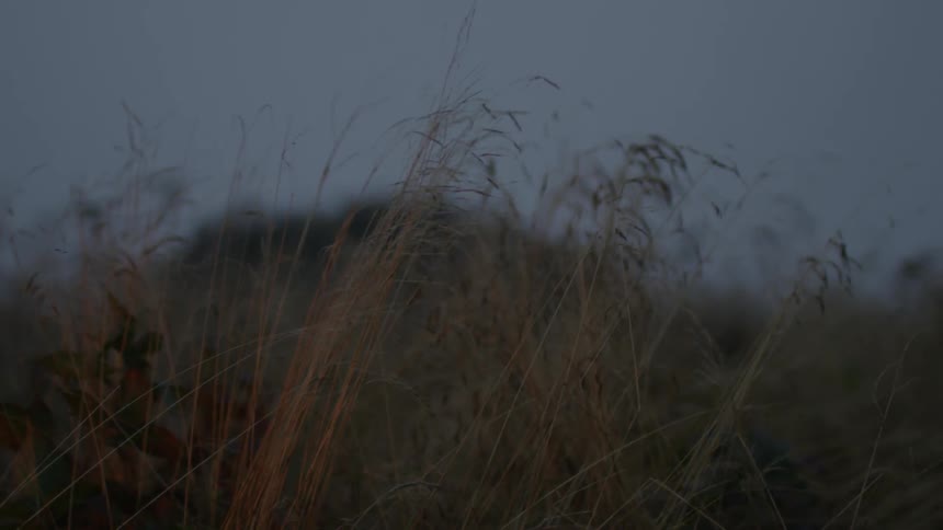Yellow grass swaying in the breeze