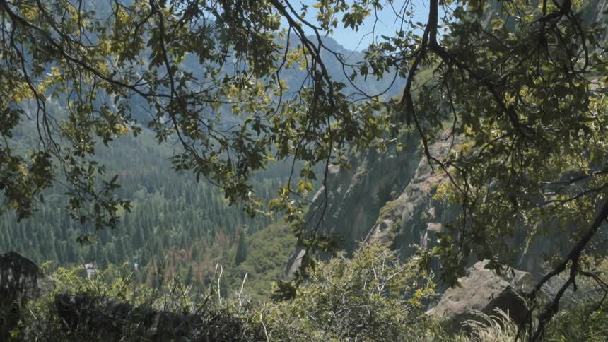 Wind blows through trees on a mountain slope