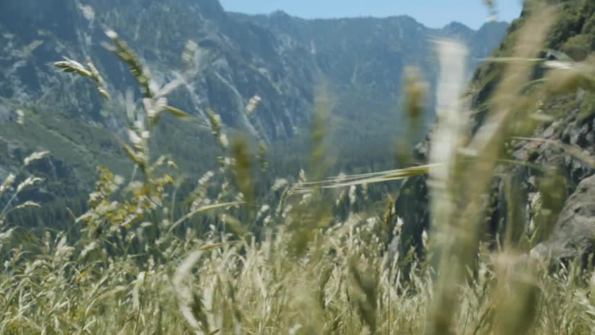 Green plants wave in the breeze