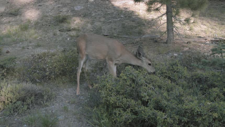 A deer is grazing on some grass