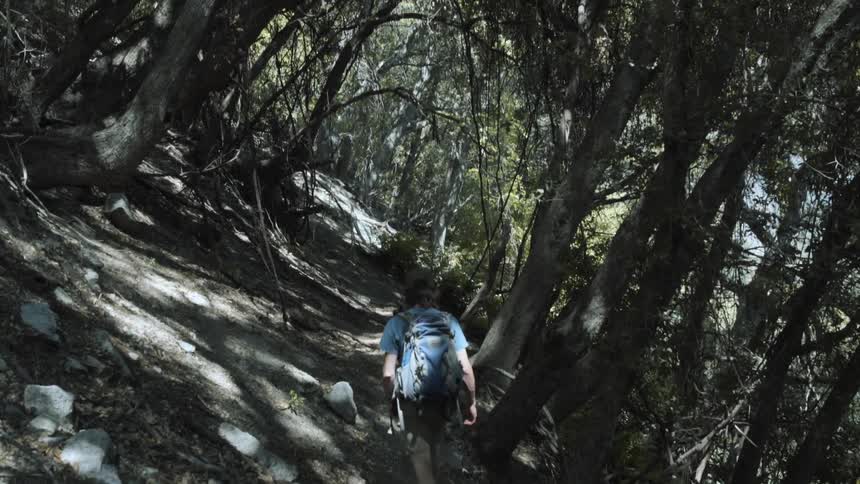 A man is hiking in the woods