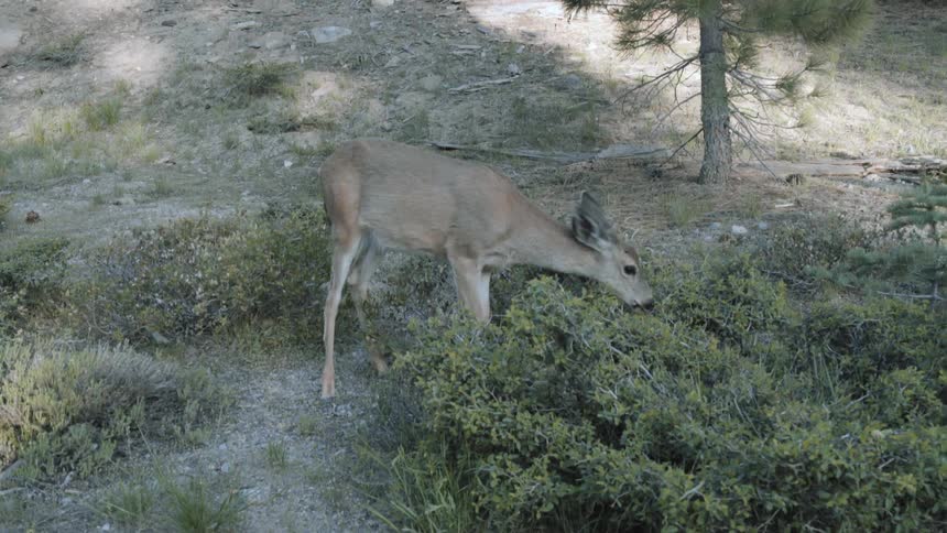 A deer is grazing on a hill