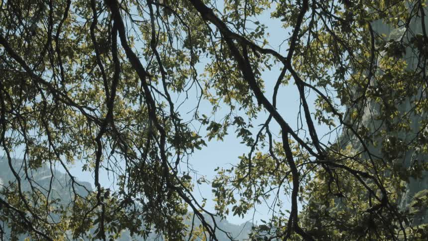 Wind blows through trees on a  mountainside