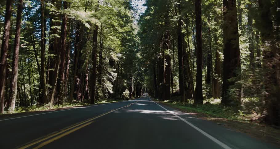 Sunlight peeks through tall trees over a rural highway