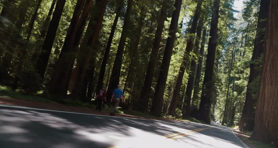 Two people walk along road side as it passes through sun and shadow dappled redwood forest
