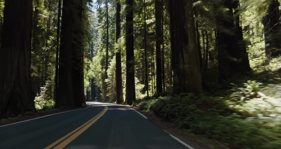 A road surrounded by plants and trees with the sky and clouds in the background
