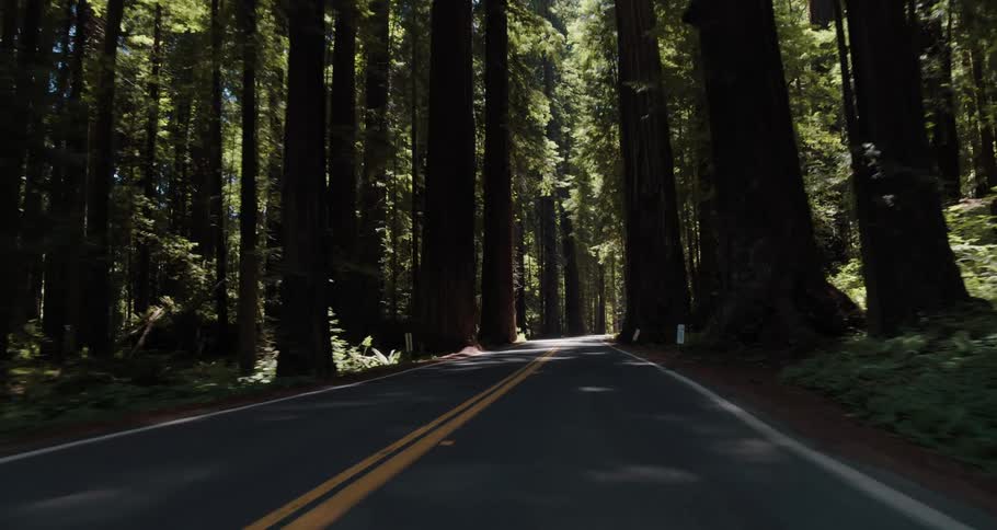 A road surrounded by trees and plants with the sky and clouds in the background