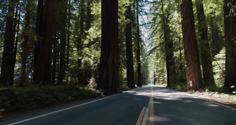 A road with forest on both sides of it